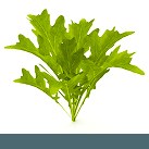 Symbol Kyselina listová (vitamín B9)